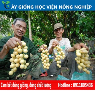 cây giống dâu da thái ngọt