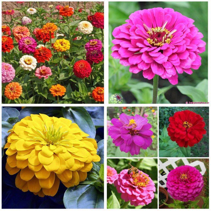 [Rẻ Vô Địch] hạt giống Cúc zinnia thấp cây