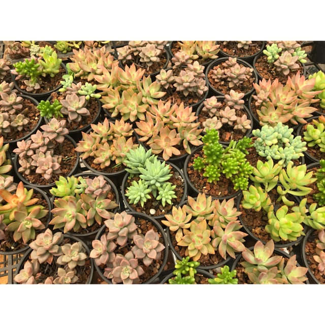 Combo Sen đá mini 11 cây 50k