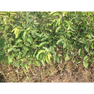 Cây Lê Nâu (Mắc Cọp)