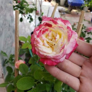 Hoa hồng ngoại double delight