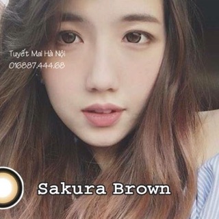 Lens vassen Sakura brown lạ