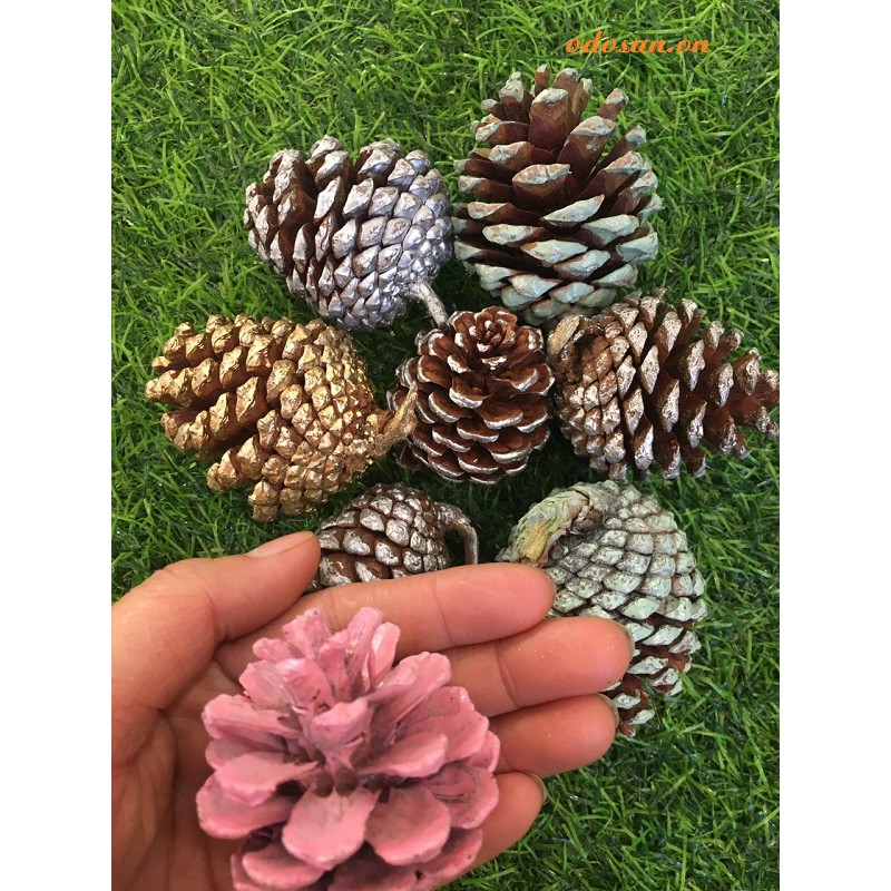 Qủa thông khô size nhỏ không gắn cây