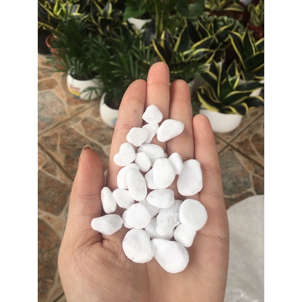 1kg Sỏi trắng trang trí chậu cây, bể cá size 1-2cm