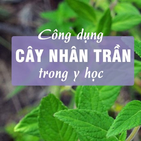 Hạt Giống Cây Nhân Trần ( cây dược liệu ) 200 hạt