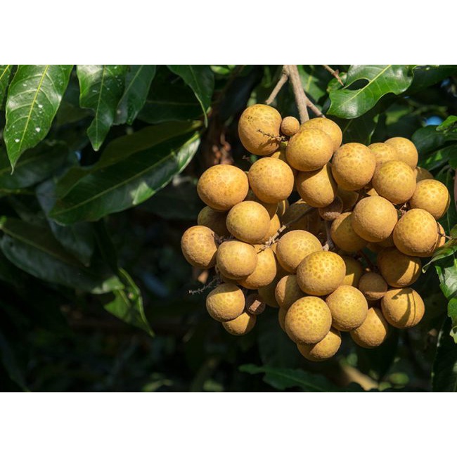 Cây Nhãn Quế (trồng chậu siêu sớm)