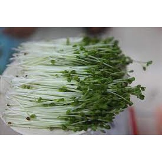 Hạt Giống Rau Mầm Cải