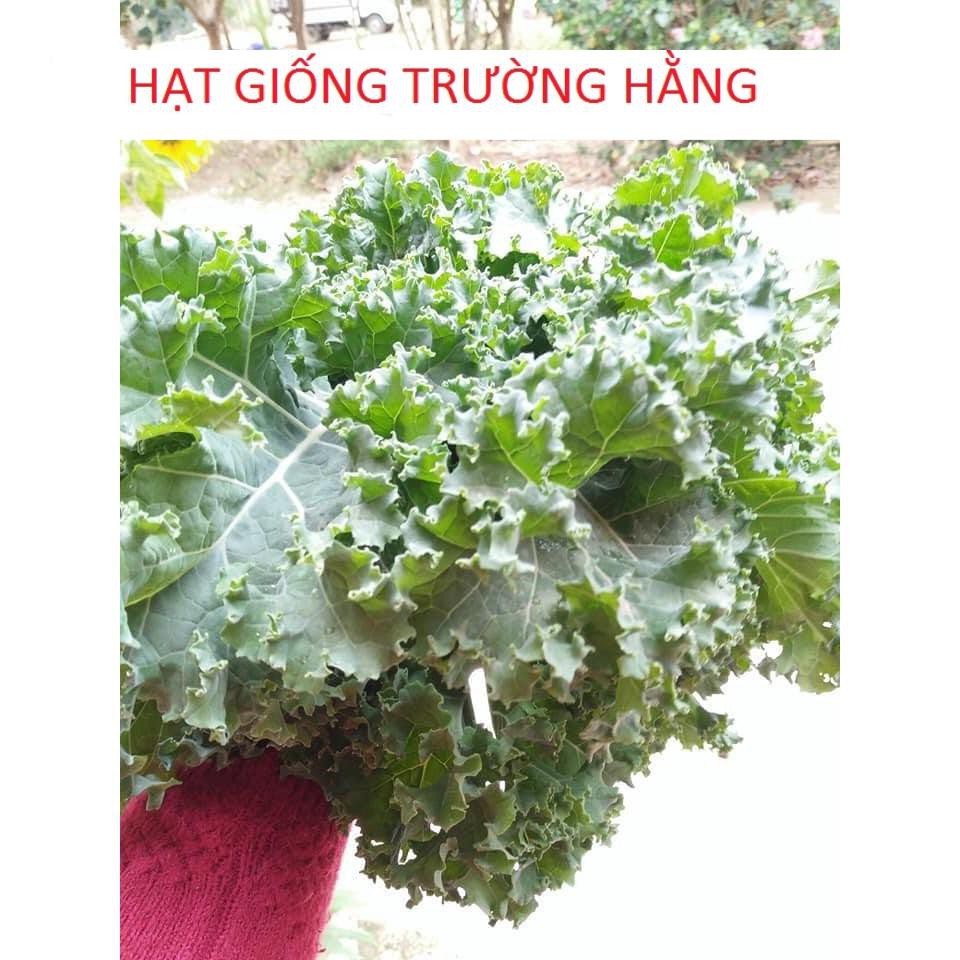 🌟Cải Xoăn Xanh Kale🌟 Giống Năng Xuất Cao Chống Chịu Sâu Bệnh 100 Hạt