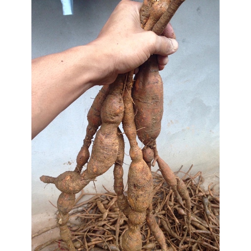 CÂY CÁT SÂM ( CÂY SÂM NAM , CỦ TÀ LỆCH )