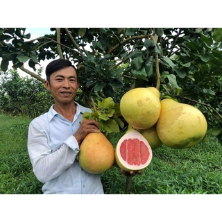 Cây giống bưởi tam hồng Cho Trái Siêu Sớm