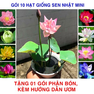 10 Hạt giống Sen nhật mini Nhiều màu (tặng phân bón + hướng dẫn ươm)