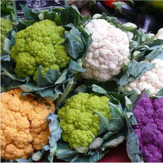 20 Hạt giống súp lơ mix màu ( bông cải mix )