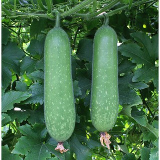 Hạt Giống Bí Đao Chanh F1 Thanh Trúc(Wax Gourd F1 Thanh Truc)