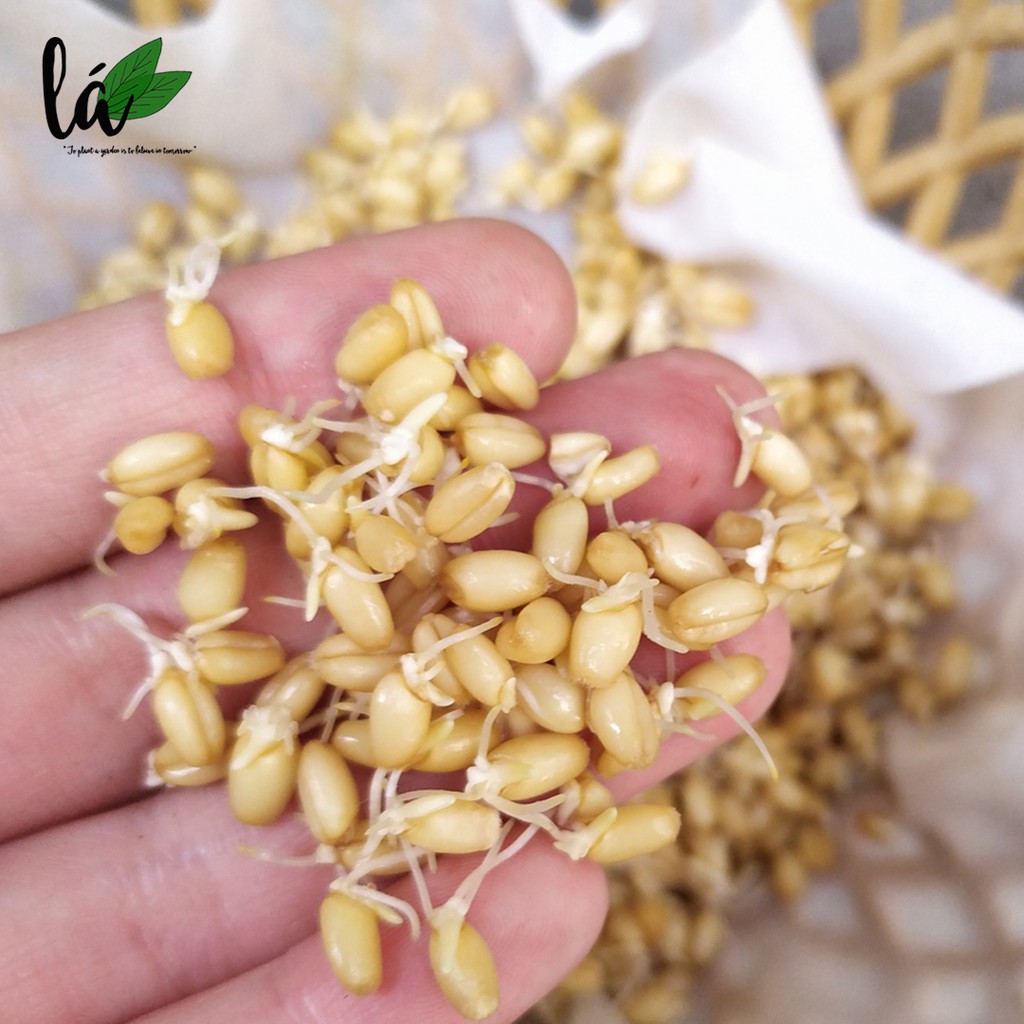 Hạt giống cỏ mèo, cỏ lúa mì hỗ trợ tiêu hóa, bổ sung chất xơ, chống búi lông