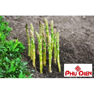 Hạt giống măng tây xanh 20 hạt  PHÚ ĐIỀN