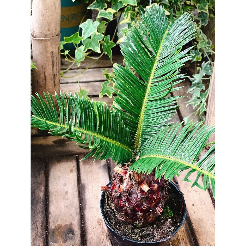 Cây Cycas revoluta (Vạn Tuế) Bonsai chậu nhựa