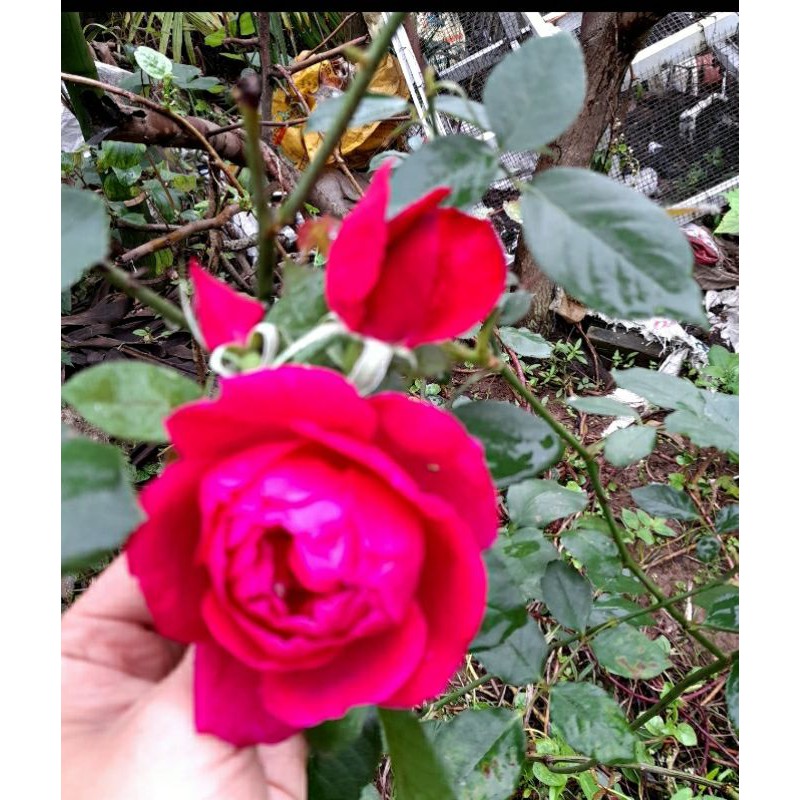 cây hoa hồng nhung cổ