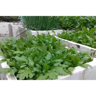 Hạt giống rau cải cúc tẻ - 20gr