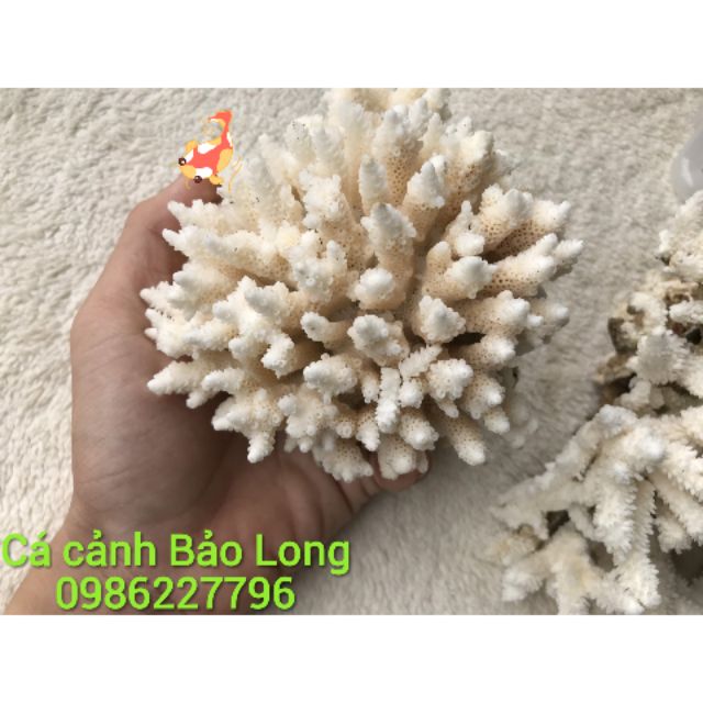 San hô trang trí bể cá 500g ( Cá cảnh Bảo Long)