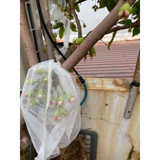 Cây 🌲 Mận  An phước...1m6