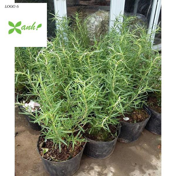 Hạt giống Hương thảo