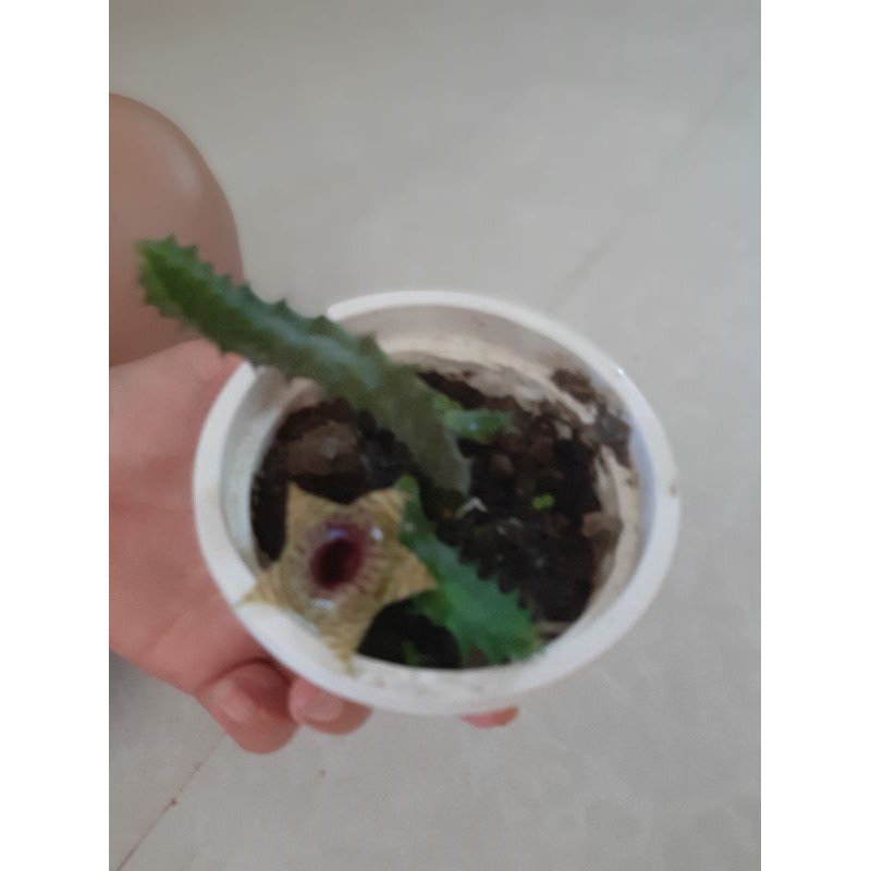 Xương rồng sao biển