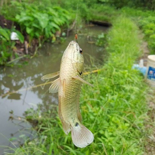 Bộ lưỡi câu cá chinu ryobi nhật bản, lưỡi đơn câu cá chép, cá rô đồng cá sặc cá rô phi cá ngạnh