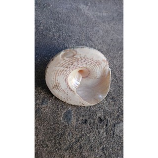 Vỏ ốc biển đẹp