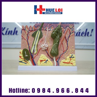Mô hình giải phẫu da người