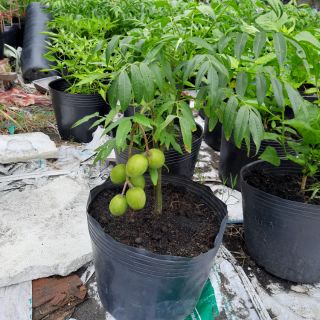 Cây Cóc đã có trái (trồng chậu ) CHỈ GIAO HCM