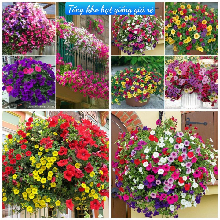 Hạt giống hoa dạ yến thảo rủ mix nhiều màu sắc-Cam kết nảy 100%
