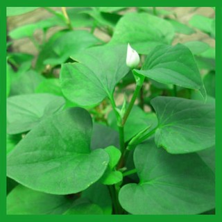 Hạt giống rau Diếp Cá