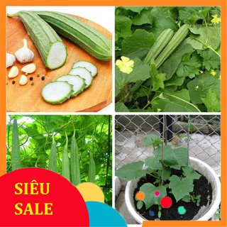 1g Hạt giống Mướp khía lai (tặng gói Kích nẩy mầm và Hướng dẫn)