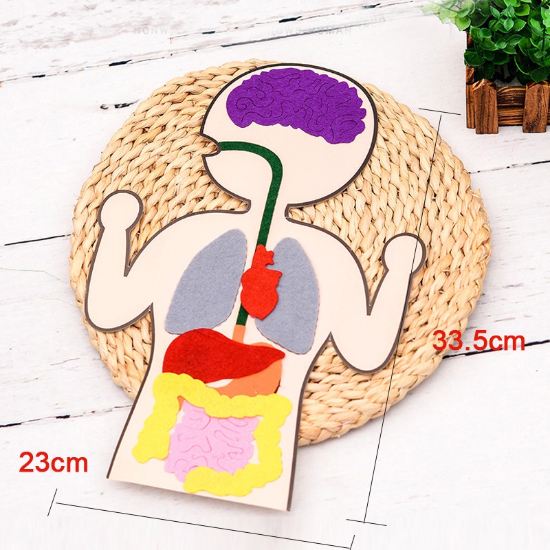 Đồ Chơi Lắp Ráp Mô Hình Cơ Thể Người 3D Bằng Vải Không Dệt Giáo Dục Sớm Cho Bé
