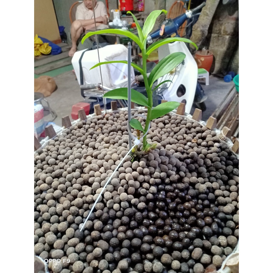 (GÓI 5KG) PHÂN HỮU CƠ TAN CHẬM ĐẶNG THẮNG