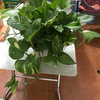 Trầu bà Đốm Vàng (chậu treo)