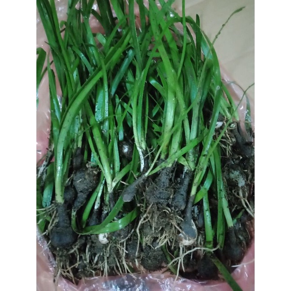 Củ hoa tóc tiên màu hồng- 2 củ, 12củ