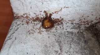 SỈ 10 lọ THUỐC DIỆT KIẾN, DIỆT GIÁN SINH HỌC - DIỆT TẬN GỐC.