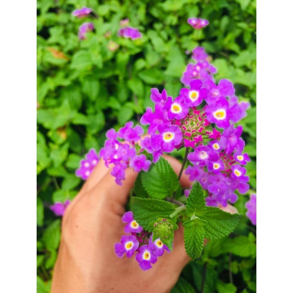 Chăm ổi tím leo rũ ban công