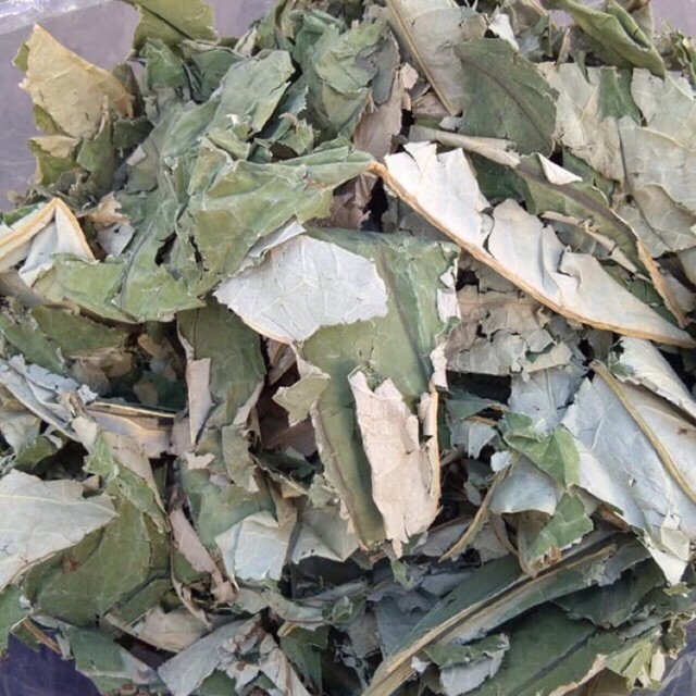Bịch 1 kg lá sen khô to đùng giúp ngủ ngon an thần