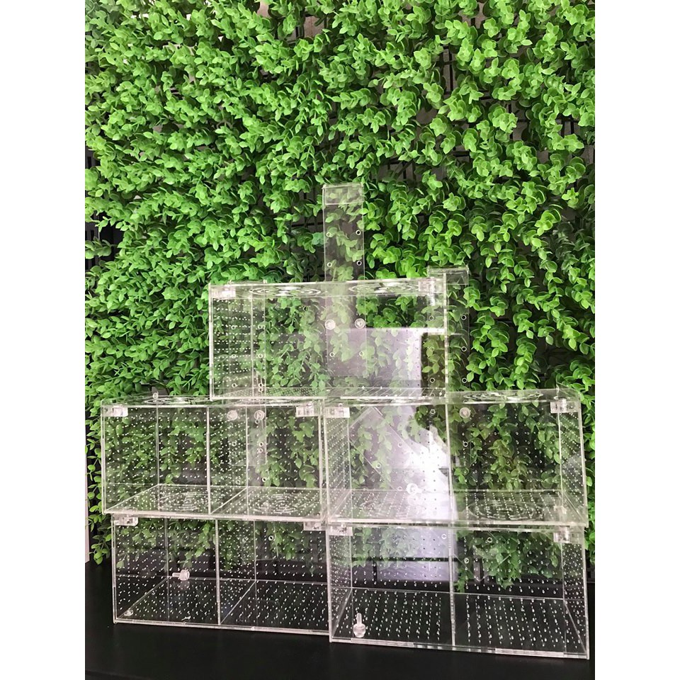 Box tép, Lồng dưỡng tép/ cá treo thành bể 2 ngăn 20x20x10cm