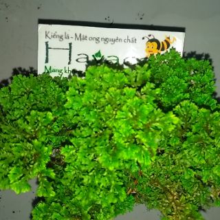 Cây dương xỉ cổ thụ