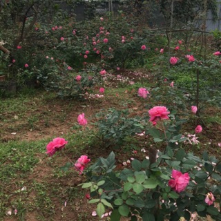 🌹10 cành hồng cổ sapa