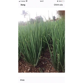 0.5kg hành ba chài