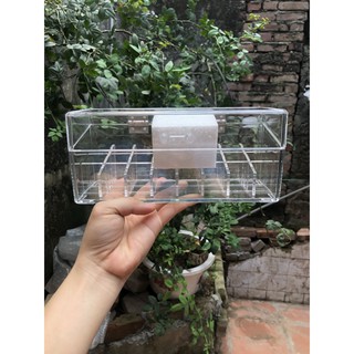 Khay son Mica loại dày hình con cá