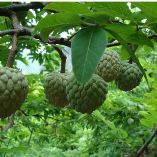 Hạt giống na dai Lạng Sơn - 1 gói 10 hạt -DC