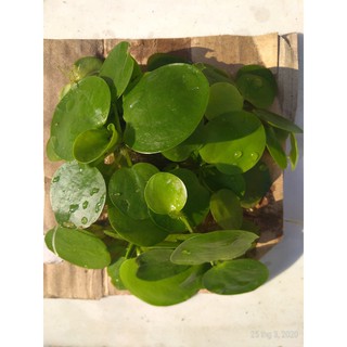 Bèo nhật - Cây thủy sinh (1 gói 10 đến 15 gốc)