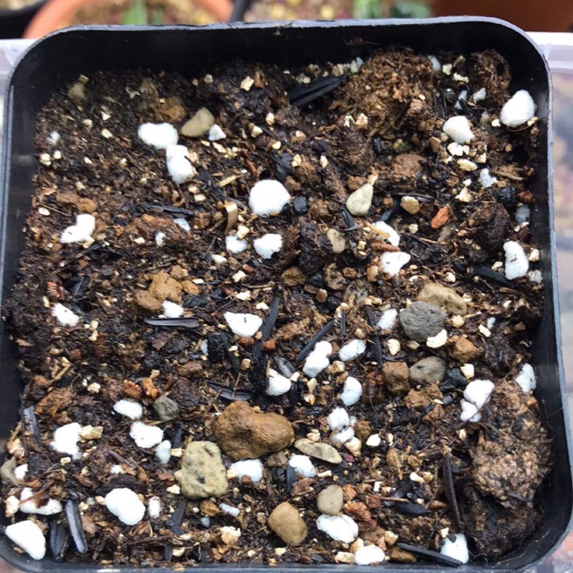 Đất gieo Lithops !