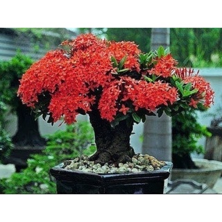 Cây giống bông trang (hoa mẫu đơn) sen đỏ