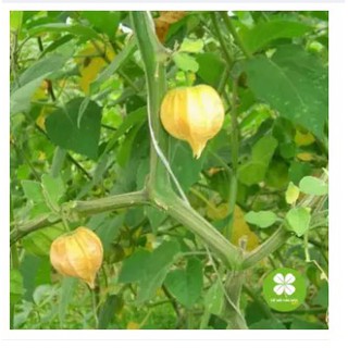 1kg Cây Tầm Bóp - Tác dụng mát gan giải độc, chữa bệnh Gout và tiểu đường - ttd080 caytambop